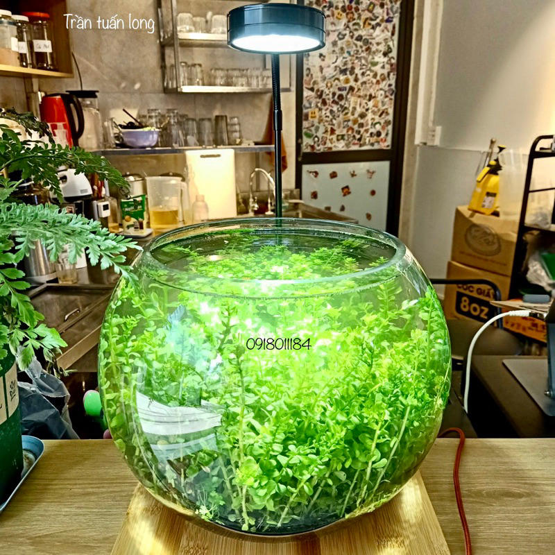 ✔️Bể Cá Thuỷ tinh size đại 30cm - Trồng cây thuỷ sinh- setup bán cạn- Teranium
