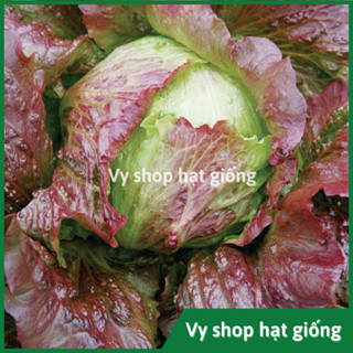  Hạt giống rau xà lách búp Iceberg đỏ giòn ngọt gói 2000 hạt 