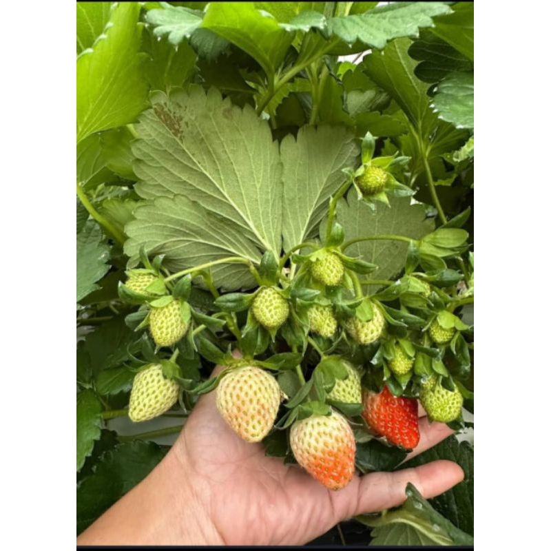 Combo vỉ 11 cây mô giống Dâu tây 🍓 Nhật mới