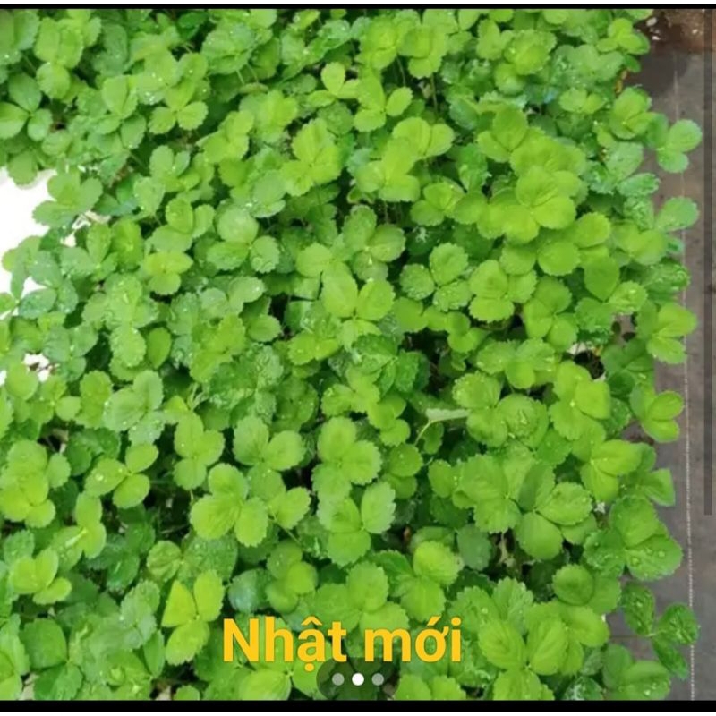 Combo vỉ 11 cây mô giống Dâu tây 🍓 Nhật mới