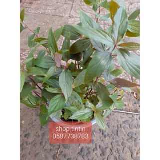 Hỏa tốc cây lá dòi tím, cây thuốc dòi, cỏ dòi, bọ mắm chuyên dùng nấu nước mát.