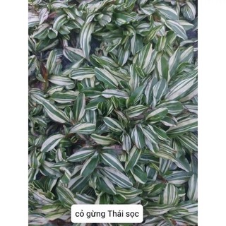 Cỏ Lá Rừng câm thạch