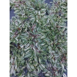 Cây 🌲 Cỏ Lá Rừng Câm Thạch 1 mét vuông cỏ