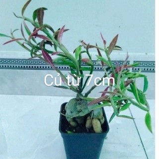Xương rồng euphoria