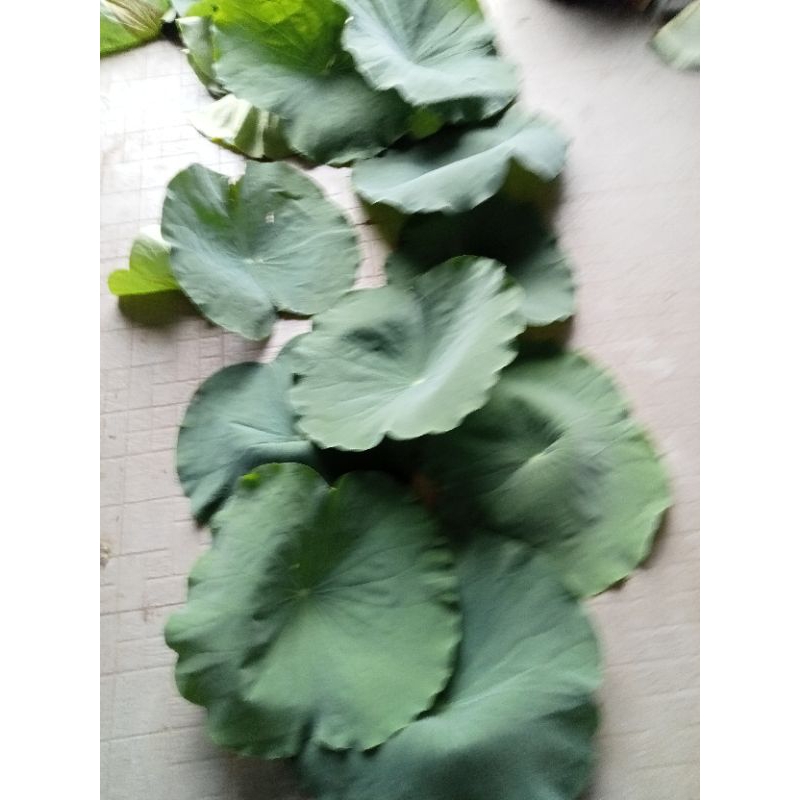 1kg lá Sen tươi tươi lá Sen sạch tại Sài Gòn síp hoa tóc 2tieng nhận hàng 1kg