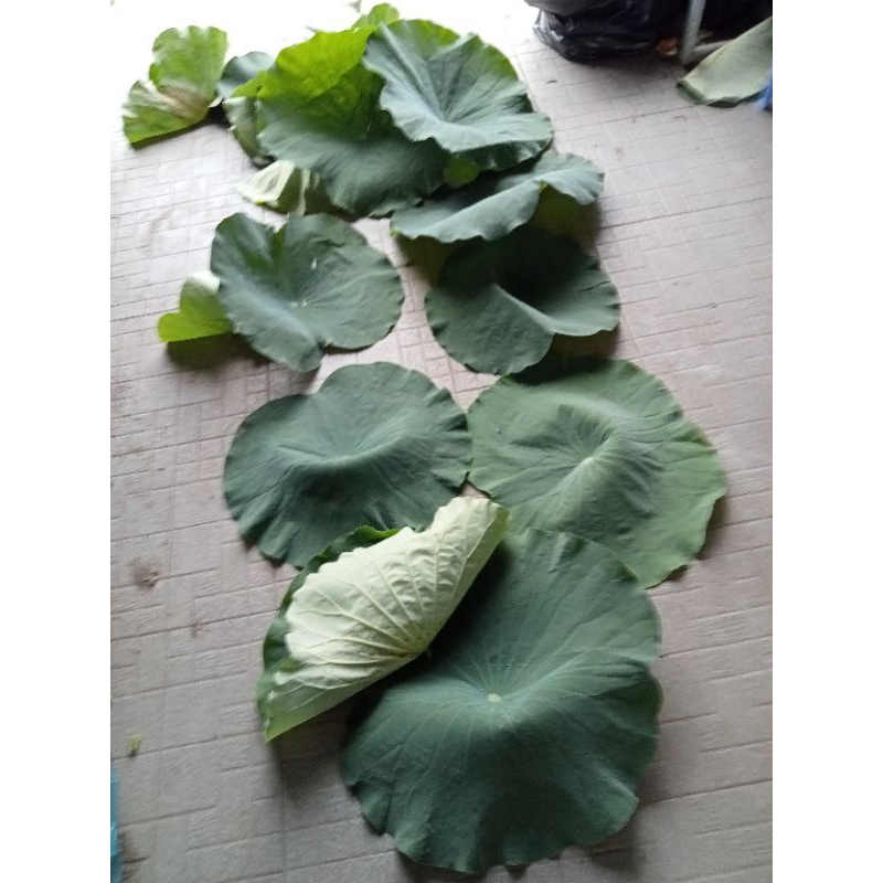 1kg lá Sen tươi tươi lá Sen sạch tại Sài Gòn síp hoa tóc 2tieng nhận hàng 1kg