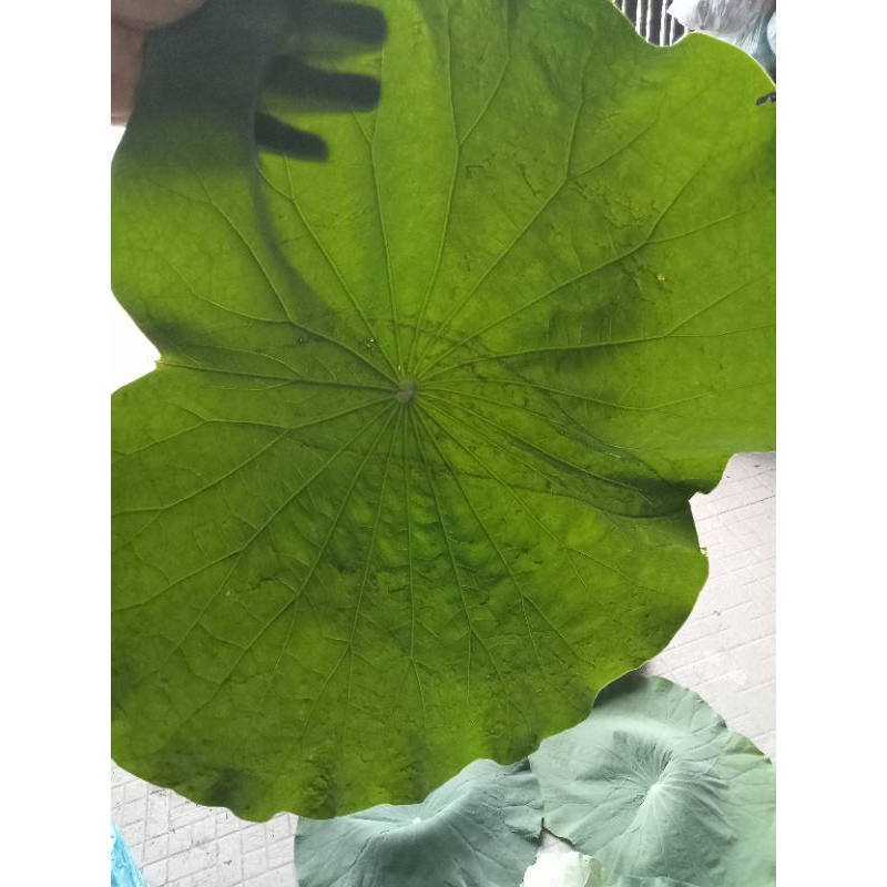 1kg lá Sen tươi tươi lá Sen sạch tại Sài Gòn síp hoa tóc 2tieng nhận hàng 1kg