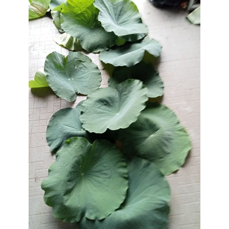 1kg lá Sen tươi tươi lá Sen sạch tại Sài Gòn síp hoa tóc 2tieng nhận hàng 1kg