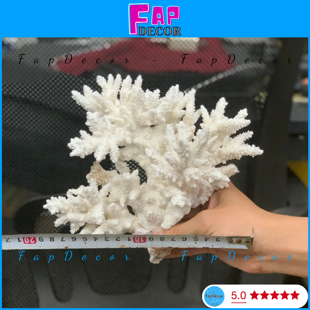 SAN HÔ CÂY GẠT NAI ĐỒNG THÂN NHÁNH LOẠI SIÊU TO HÀNG HIẾM TRANG TRÍ THỦY SINH PHONG CÁCH BIỂN - FAPDECOR