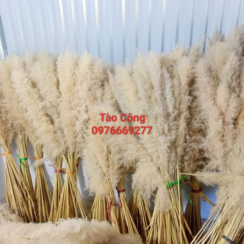 Combo 10 Bông Lau xù zie to decor trang trí