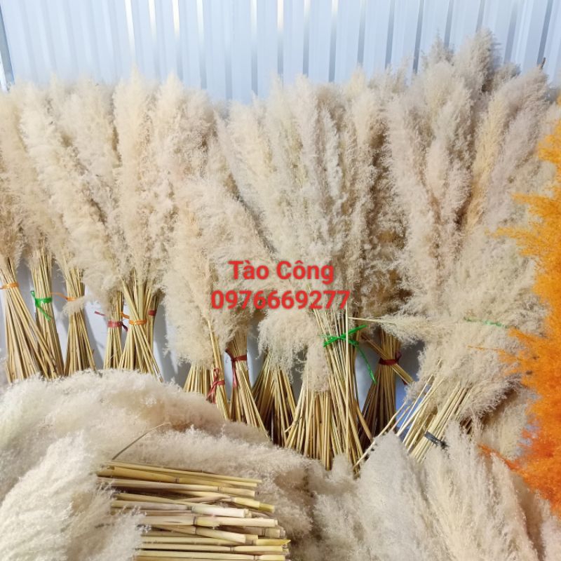 Combo 10 Bông Lau xù zie to decor trang trí