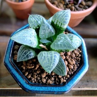 Sen đá kim cương 🌵FREESHIP🔥Đã thuần khí nóng🌟  Bao đẹp