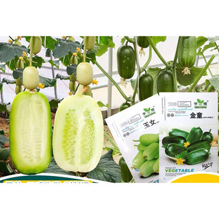 Gói 10 hạt giống dưa leo ngọc nữ Đài Loan