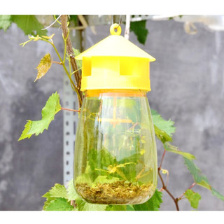 Bình bẫy ruồi vàng, thuốc dẫn dụ ruồi vàng