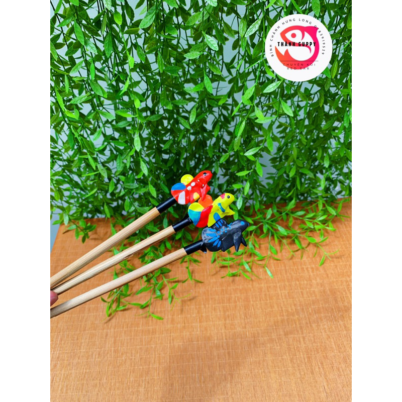 Cây kè cá - Betta - Cá Lóc - giúp cá sung khoẻ