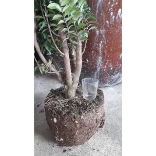 Mai chiếu thủy cao 80cm hình thông