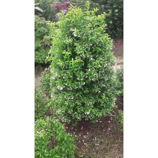 Mai chiếu thủy cao 80cm hình thông