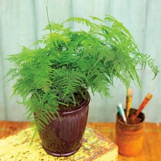 Cây Thủy tùng