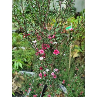 Chậu Cây nhất chi mai ( cây tùng tuyết mai ) - cây size lớn, cao 60-70cm