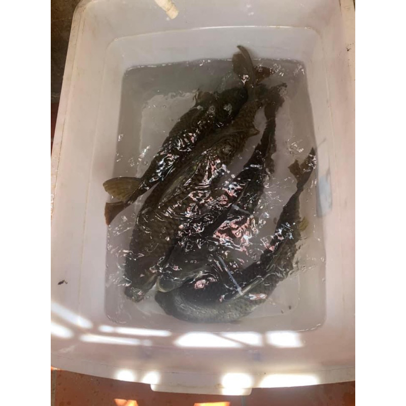 Bột đầu tằm câu cá trắm, chép giòn