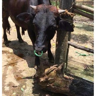 Xỏ mũi trâu bò nhập khẩu từ paktitan.