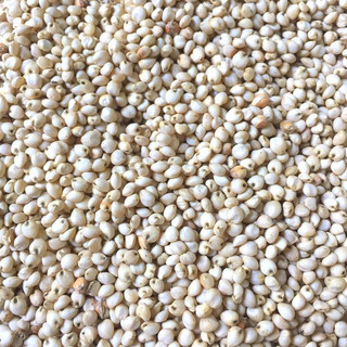 500g Hạt bo bo trắng / cao lương cho chim vẹt , gà , cu gáy , hamster...