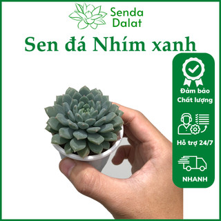 Cây sen đá Nhím xanh size bầu - Senda Dalat