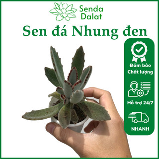 Cây sen đá Nhung đen size bầu - Senda Dalat