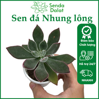 Cây sen đá Nhung lông size bầu - Senda Dalat