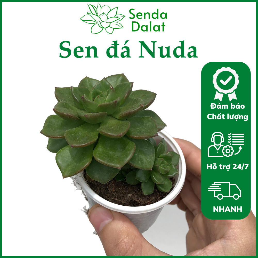 Cây sen đá Nuda size bầu - Senda Dalat