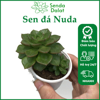 Cây sen đá Nuda size bầu - Senda Dalat