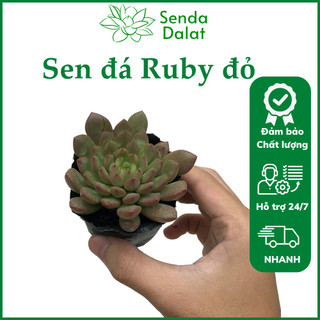 Cây sen đá Ruby đỏ size bầu - Senda Dalat