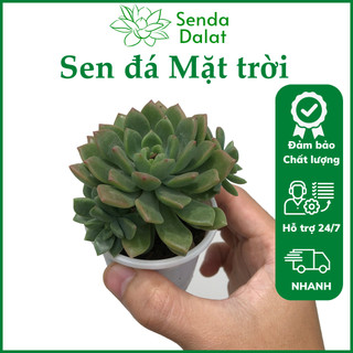 Cây sen đá Mặt trời size bầu - Senda Dalat