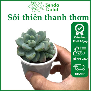 Cây sen đá Sỏi thiên thanh thơm size bầu - Senda Dalat