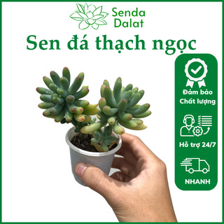 Cây sen đá Thạch ngọc size bầu - Senda Dalat