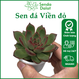 Cây sen đá Viền đỏ size bầu - Senda Dalat