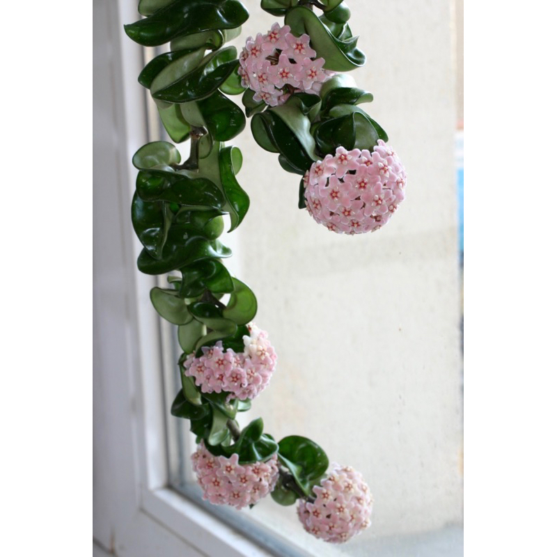 Cẩm cù hoya Compacta cây lớn (1m) có còi, nụ hoặc hoa