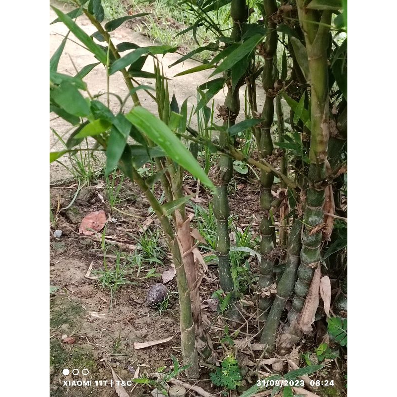 Trúc đùi gà tách bụi làm giống