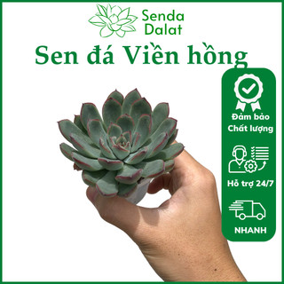 Cây sen đá Viền hồng size bầu - Senda Dalat