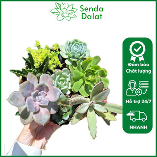 Cây sen đá size bầu tùy chọn giống đồng giá 10k - Senda Dalat