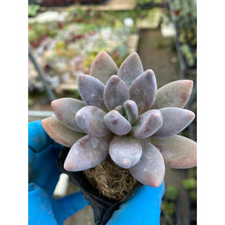 Cây sen đá sỏi đen echeveria Haagai size bầu 5-6cm