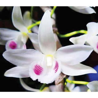 Vỏ dừa trồng lan 190g~200g