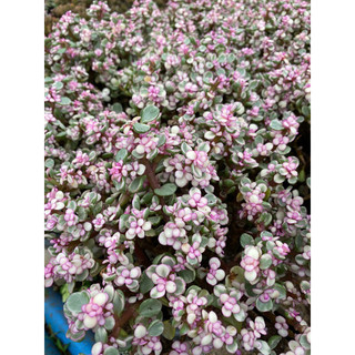 Cây sen đô la hồng gốc thụ_🌱vườn boybongarden