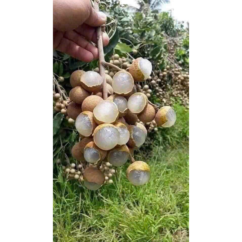 Nhãn Sấy Khô Hưng Yên