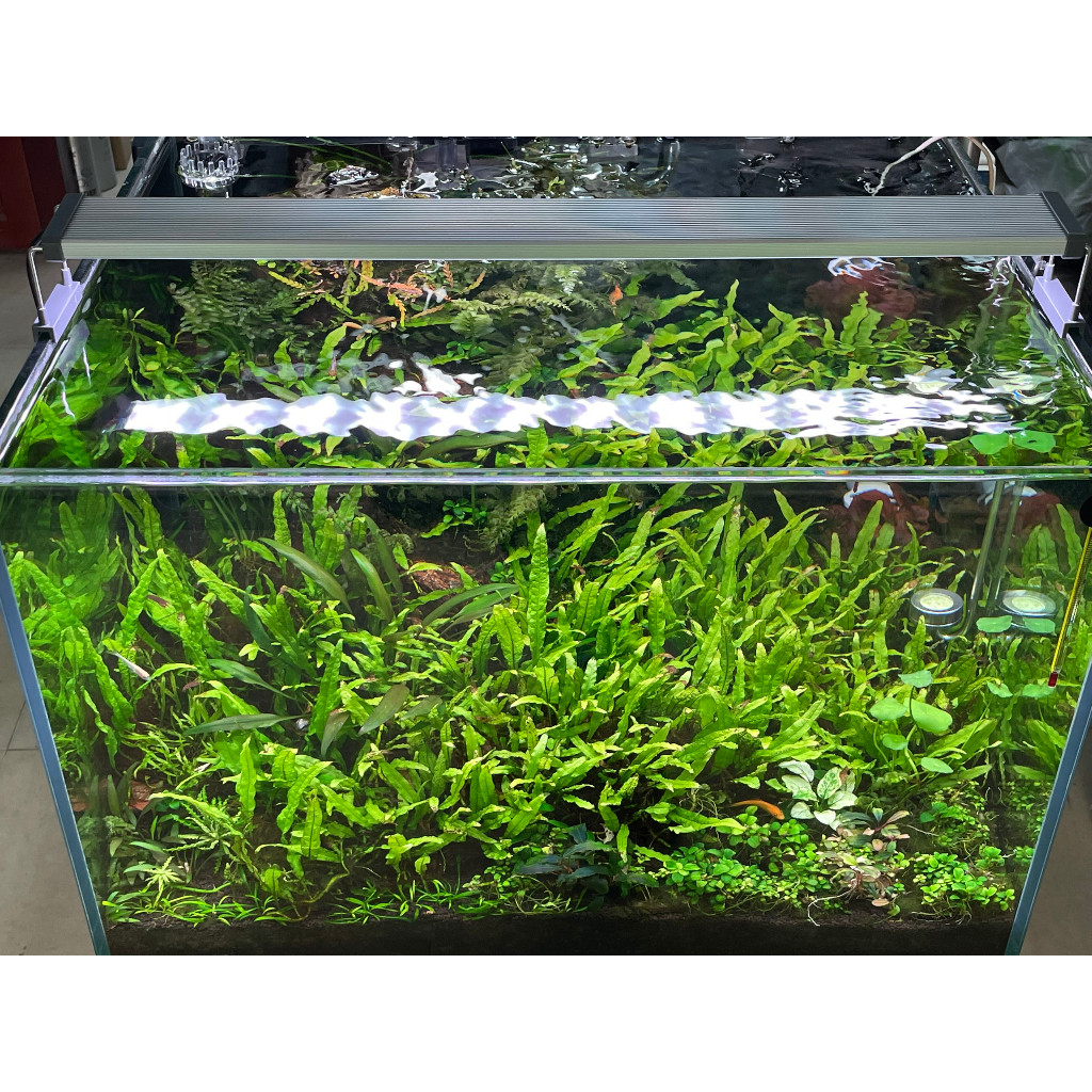 ĐÈN CHIHIROS B-SERIA B120