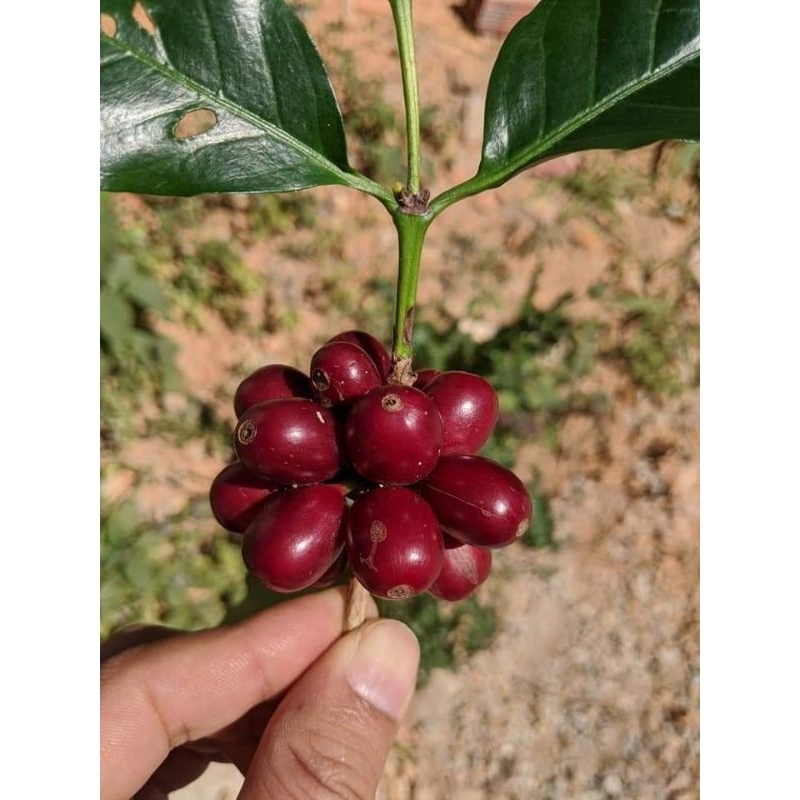 Cà Phê Bột Thanh Hương Đặc Sản nổi tiếng Tây Nguyên gói 500g