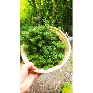 cây sen đá sedum xanh