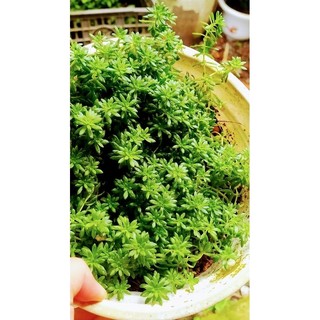 cây sen đá sedum xanh
