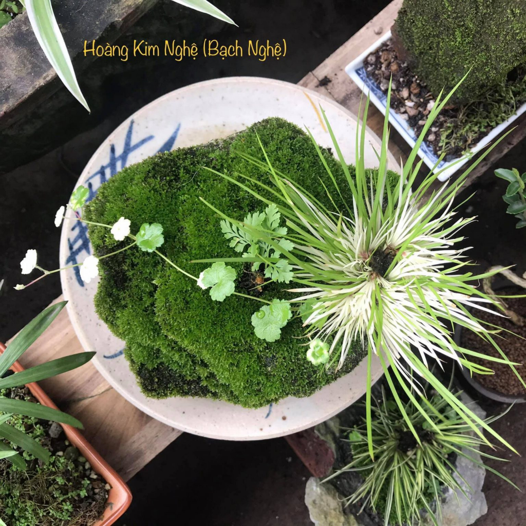 CỎ THẠCH XƯƠNG BỒ, CÂY CỎ LÁ CÓ MÙI THƠM NHẸ NHÀNG, CÂY TRÊN ĐÁ, GỖ TRANG TRÍ NHÀ CỬA, TIỂU CẢNH GIAN PHÒNG