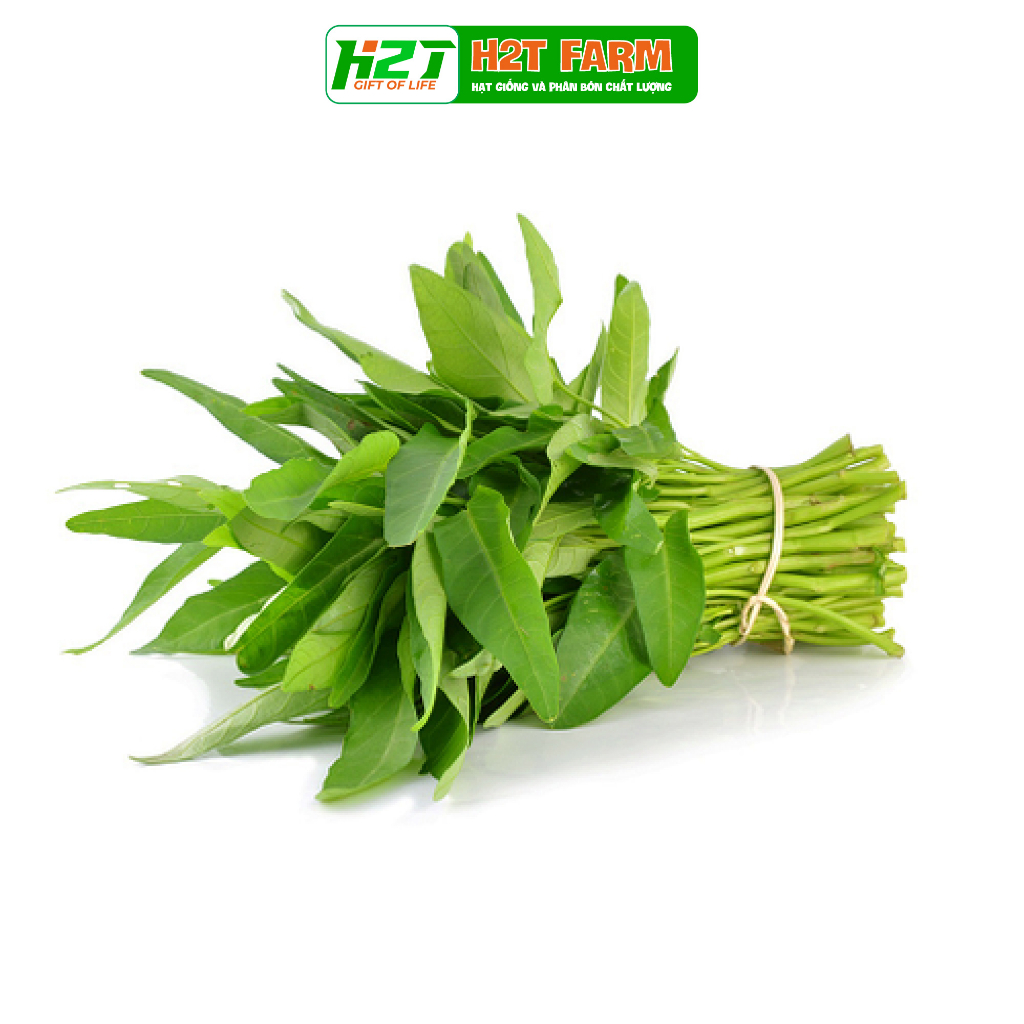 Hạt giống rau muống LÁ TO kháng bệnh, ngon ngọt - h2t farm